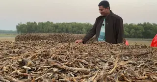 চেউয়া শুঁটকি: অর্থনৈতিক সম্ভাবনা থাকলেও রয়েছে অব্যবস্থাপনার অভিযোগ